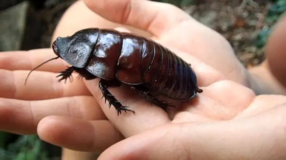 حشرات غول پیکری که از روبرو شدن با آن‌ها وحشت زده می‌شوید!