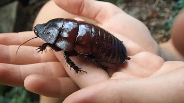 حشرات غول پیکری که از روبرو شدن با آن‌ها وحشت زده می‌شوید!