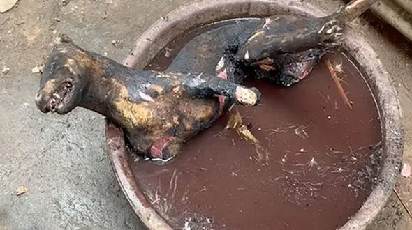 تصاویری چندش آور که هشدار بزرگی برای جهان است ! 