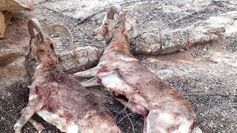 عاملان شکار 2 قوچ وحشی جوان در سمنان دستگیر شدند