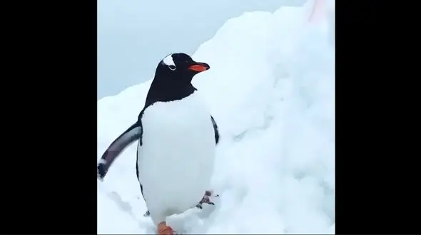 راه رفتن بانمک پنگوئن در بین برف ها + فیلم 