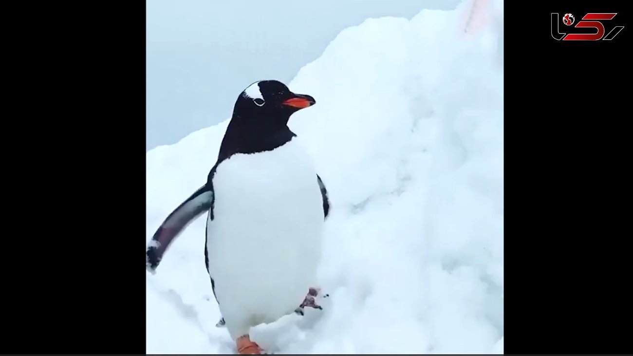 راه رفتن بانمک پنگوئن در بین برف ها + فیلم 
