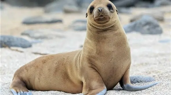 کشتار زنجیره ای ۱۸ شیر دریایی