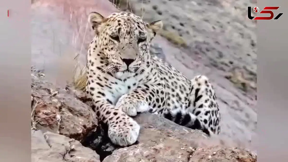 فیلم از زیباترین پلنگ ایرانی در خراسان شمالی / این پلنگ در دنیا هم بی نظیر زیباست
