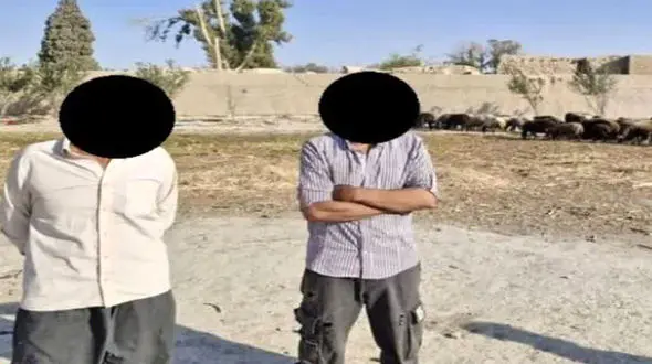 بیهوش کردن نگهبان روش جدید این دو سارق / 13 راس دام به سرقت رفت