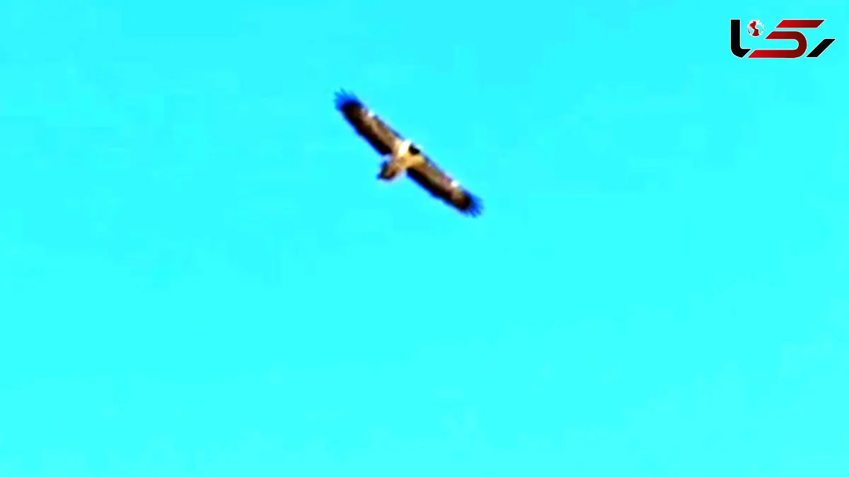 فیلم مشاهده دو هما در آسمان پارک ملی صیدوا