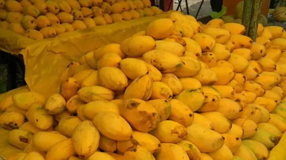 خواص انبه در بارداری + جدول ارزش غذایی انبه