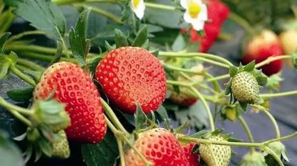 افزایش 23 درصدی کشت توت فرنگی در بابلسر