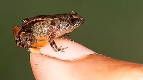 کشف گونه ای جدید از قورباغه به اندازه ناخن