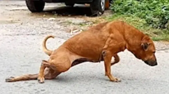 نقشه سگ خیابانی برای تهیه غذا +عکس