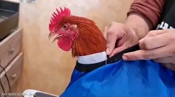 خروس لاکچری که مشتری آرایشگاه شد + عکس