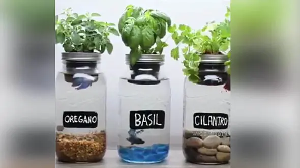 طرز ساخت اکوسیستم خانگی + فیلم 