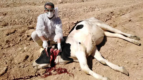 وحشت از گوساله مبتلا به هاری در خوانسار + عکس دلخراش