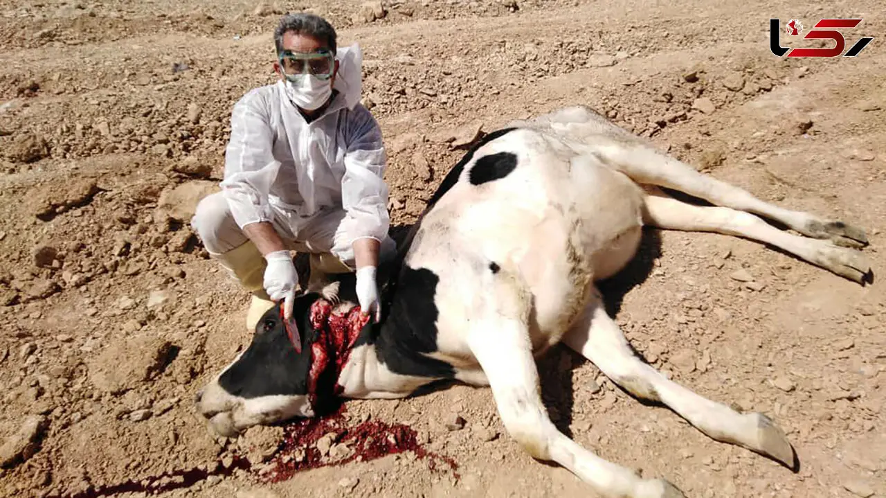 وحشت از گوساله مبتلا به هاری در خوانسار + عکس دلخراش