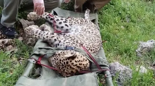 علت عجیب مرگ پلنگ در کوه دیل گچساران! / هاری ؟!