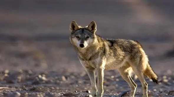 نازترین فیلم از ایران ! / تولد 7 قلو گرگ در پارک ملی گلستان / بازیگوشی شان را ببینید