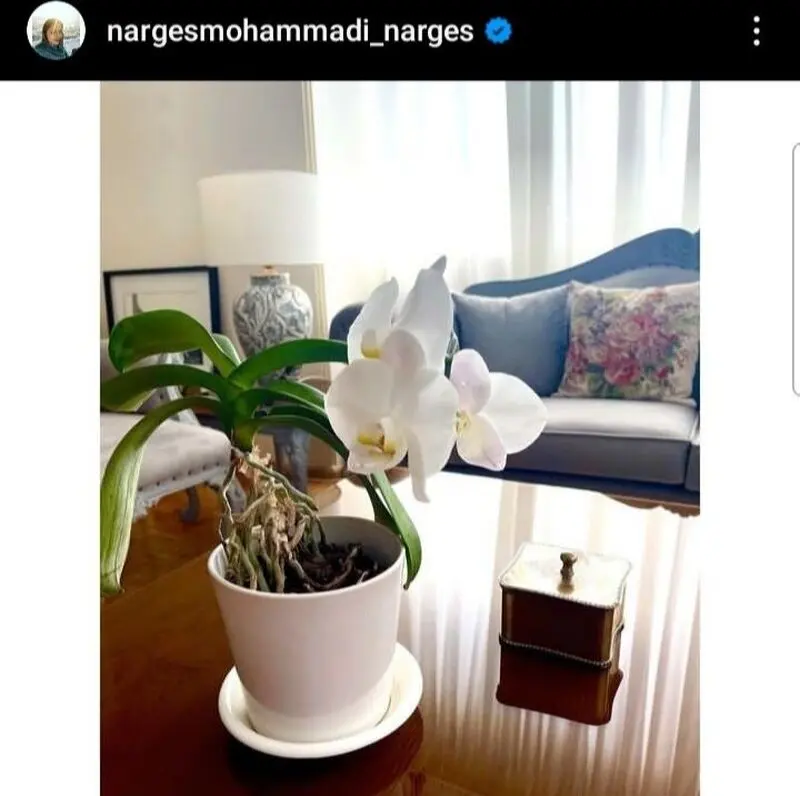 نرگس محمدی