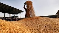 دستور قضایی ترخیص 168 هزار تن گندم از بندر امام خمینی (ره ) صادر شد