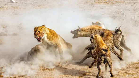 جدال سرنوشت ساز شیر و کفتار بر سر غذا +عکس