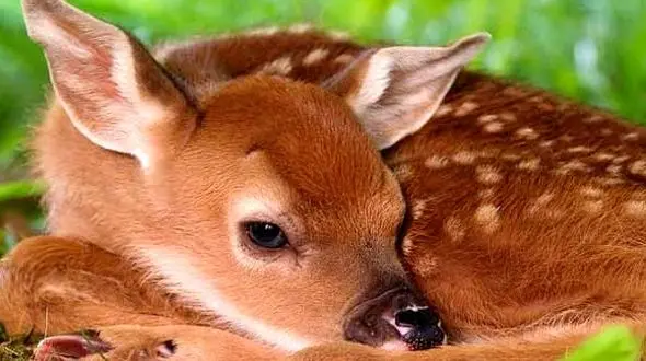 طبیعت در تقابل شاهین و جغد و هم‌زیستی آهو و سگ