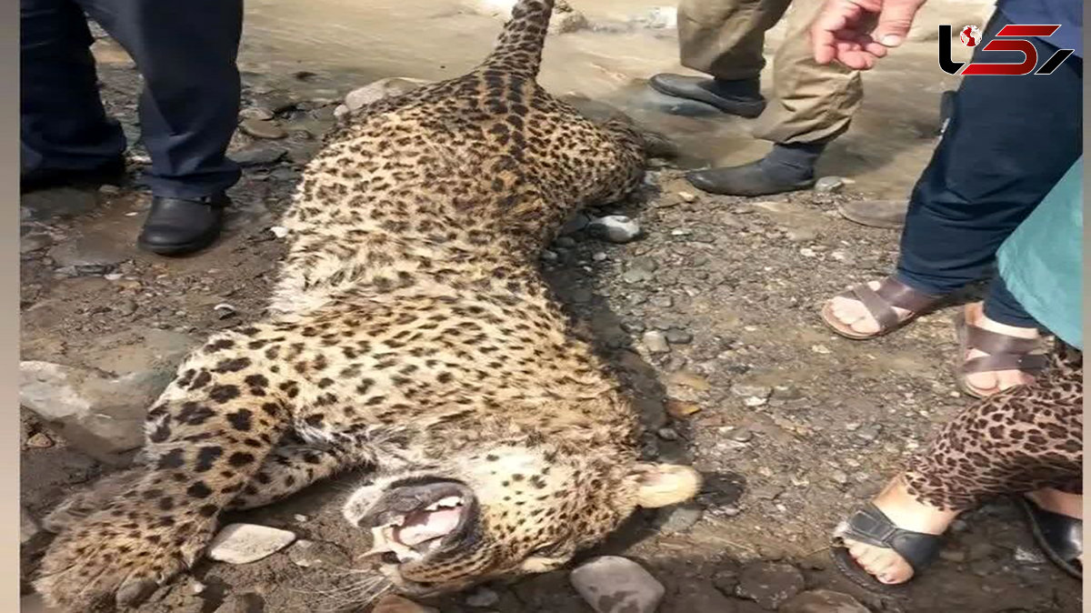 مرگ پلنگ مازندران با فشنگ های ساچمه ای 