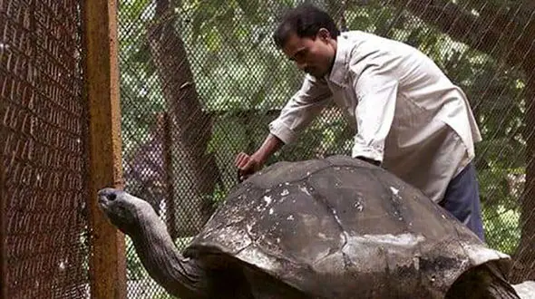 عکسی از لاکپشت پیری که قبل از انقلاب به دنیا آمده بود