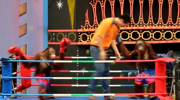 فیلم اورانگوتان های بوکسور/ انتقاد شدید فعالان حقوق حیوانات از این مسابقه