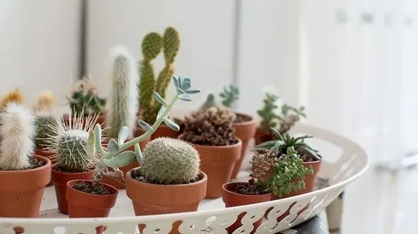 روش های مراقبت زمستانه از گل های کاکتوس