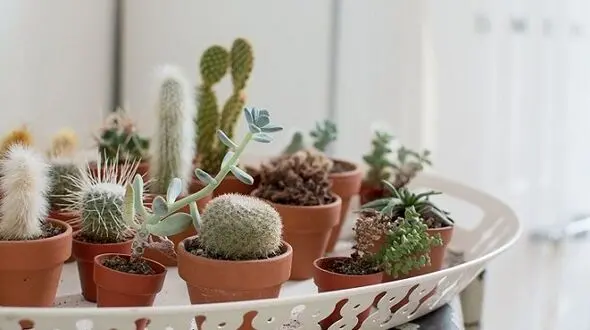 روش های مراقبت زمستانه از گل های کاکتوس