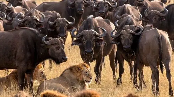 فیلم/ درس هایی از طبیعت؛ مستند حیات وحش/شکست شیرها در مقابل اتحاد دفاع گله گاومیش ها