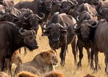 فیلم/ درس هایی از طبیعت؛ مستند حیات وحش/شکست شیرها در مقابل اتحاد دفاع گله گاومیش ها