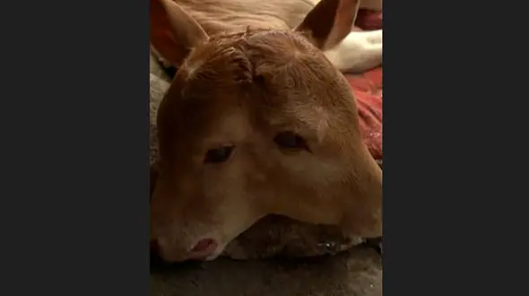 تولد گوساله ای دو سر در چین + فیلم