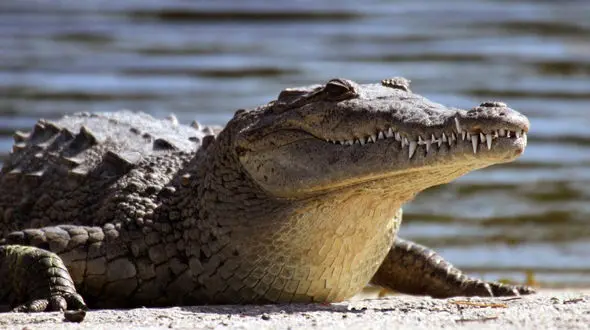 تمساح ها از این دختر می ترسند ! + فیلم عجیب که باور نمی کنید