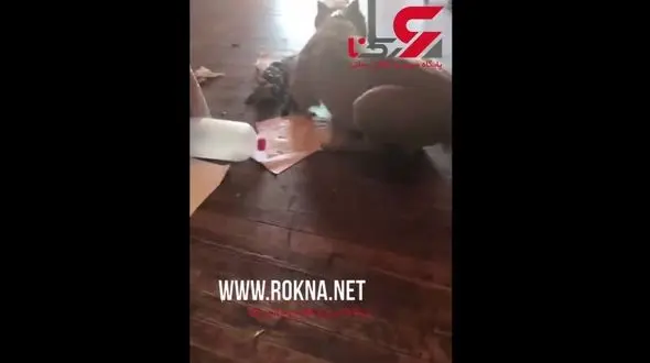 سگ گرسنه گربه خانگی را خورد!+ فیلم 14+