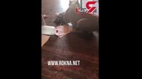 سگ گرسنه گربه خانگی را خورد!+ فیلم 14+