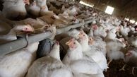 دلایل کمبود و گرانی مرغ در لرستان/ بازار مرغ متعادل می‌شود