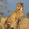 دو چهره از حیات وحش