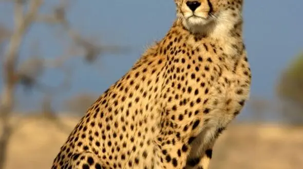 دو چهره از حیات وحش