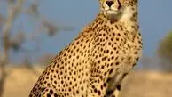 دو چهره از حیات وحش