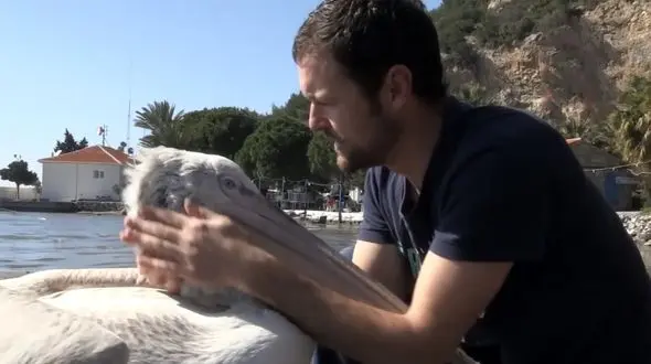 رفاقت یک پلیکان با مرد ماهیگیر 3 ساله شد + فیلم