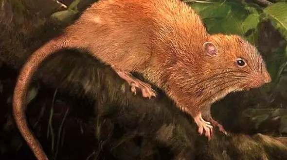  موش درخت نشین در جزایر سلیمان