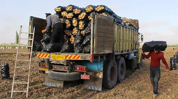 آماری نگران کننده از صادرات هزاران تن سیب زمینی 