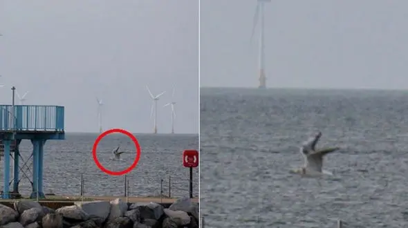 این دایناسور واقعی در ساحل بریتانیا دیده شد/دایناسورها از راه دریا بازگشته اند+عکس دیدنی