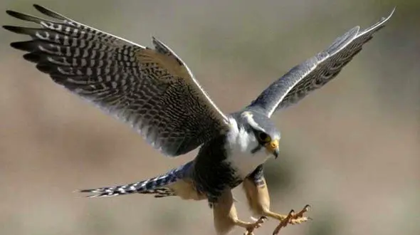 شکار مار افعی توسط شاهین