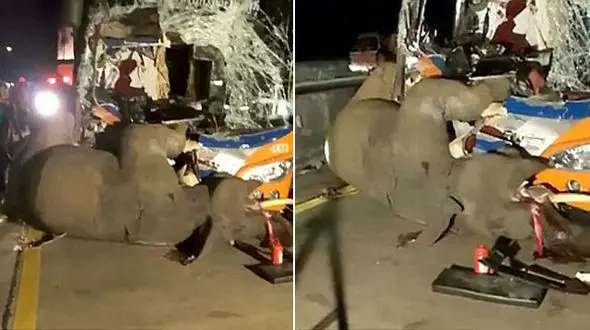 فیلم لحظه تصادف وحشتناک اتوبوس مسافربری با فیل+عکس