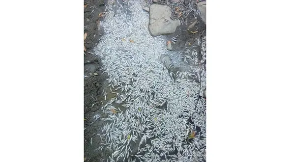 اتفاق مرگبار در "دره رود" ! / اینجا چه خبر است !؟ + عکس