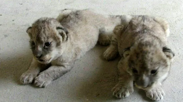 تولد دو بچه شیر در باغ وحش اراک