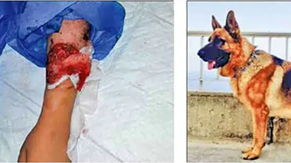 کابوس سگ های پارک لواسان همچنان در تعقیب دختربچه تهرانی! / وضعیت بهار وخیم است+ عکس