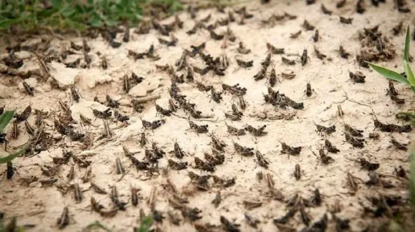 پای ملخ ها امسال به ایران نمی رسد