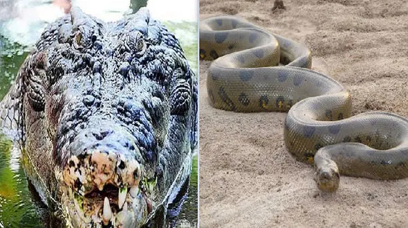 فیلم بلعیده شدن یک کروکودیل غول پیکر توسط مار پیتون / ببینید تا باور کنید !